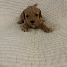 Boy puppy 2 - Apricot male Maltipoo puppy in Kansas City, Missouri from Waffles puppies