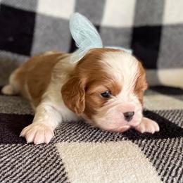 Cavalier King Charles Spaniel Puppies from Strawberry Hill Cavaliers