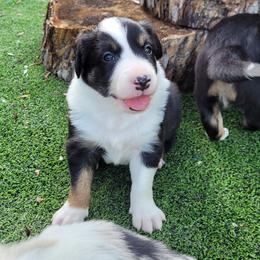 Penguin - Tri-color male Border Collie puppy in Morgan, Texas from Shooting Star Ranch