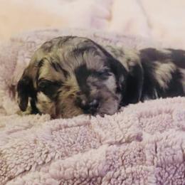 River - Blue merle female Aussiedoodle puppy in Yacolt, Washington from Aussiedoodles by Maggie