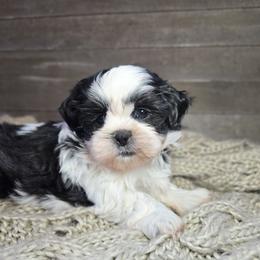 Odie - Black and white male Shih Tzu puppy in Mountain Grove, Missouri from Precious Puppies