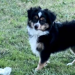 Miniature Australian Shepherds and Toy Australian Shepherds from JRT Toy & Mini Aussies