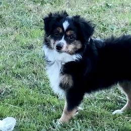 Miniature Australian Shepherds and Toy Australian Shepherds from JRT Toy & Mini Aussies