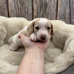 Girl 2 - Piebald female Dachshund puppy in Waynesville, North Carolina from Blue Ridge Doxies