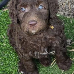 Bernedoodle Puppies from Doting Doodles