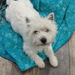 Rozlyn - West Highland White Terrier