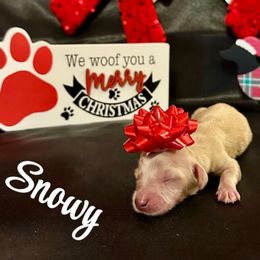 Snowy- ee Cream- Price Listed - Cream female Dachshund puppy in Biloxi, Mississippi from Southern Doxies Ms