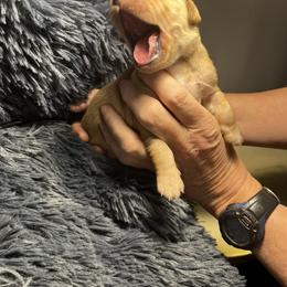 Golden Retriever Puppies from Personalized Dog Training - Windisch Goldens