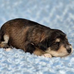 Tucker - Salt and pepper male Miniature Schnauzer puppy in Ely, Nevada from Great Basin Miniature Schnauzers