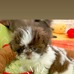 Shih Tzu Puppies from Arizona Sunrise Shih Tzus