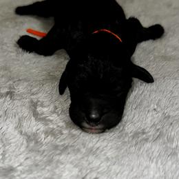Orange collar - Black male Goldendoodle puppy in Sanderson, Florida from Serenity Goldendoodles
