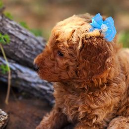 Goldendoodle Puppies from Central Texas Poodles and Doods