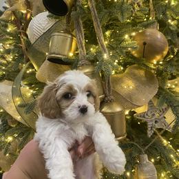 Boy 3 - Blenheim male Cavachon puppy in Pocatello, Idaho from Sarah's Cavachons & King Charles Cavalier Spaniels