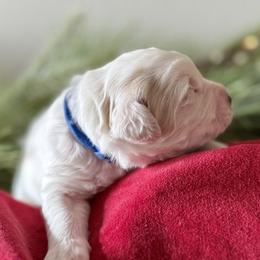 Bandit (blue) - male Golden Mountain Doodle puppy in Twin Falls, Idaho from Magic Valley Family Doodles