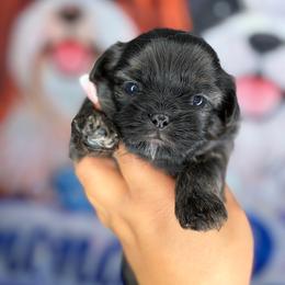 CKC Maeven - Brindle female Shih Tzu puppy in Roseville, Michigan from Diamond Paws LLC