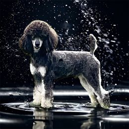 Vegas - Poodle