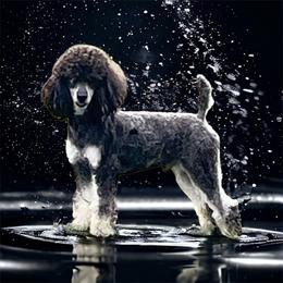 Vegas - Poodle