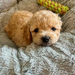 Poodle Puppies from Sun Toy Poodles