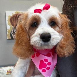 Princess - Blenheim female Cavapoo puppy in Saint Cloud, Florida from Rising Star Kennels
