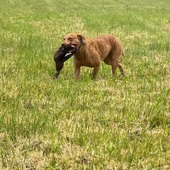 Riffle - Chesapeake Bay Retriever