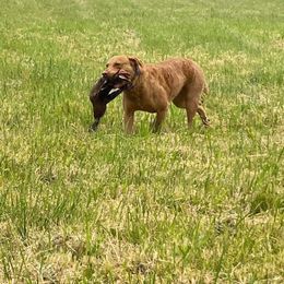 Riffle - Chesapeake Bay Retriever