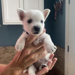 Purple girl - White female West Highland White Terrier puppy in Idabel, Oklahoma from Ravens Nest Westies