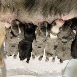 Miniature Australian Shepherd Puppies from 5 Star Mini Aussies