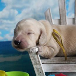 Yellow collar (Simon) - Cream male Dachshund puppy in Pace, Florida from Shoebox Doxie’s