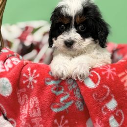 Reed - Tri-color male Cavapoo puppy in Somerset, Kentucky from Hilltop Doodles KY LLC
