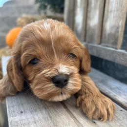 Girl 3 yellow - Apricot female Cavapoo puppy in Orion, Illinois from Poppy Garden Doodles