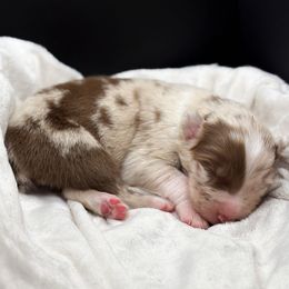 Chili - Red merle male Australian Shepherd puppy in Raleigh, North Carolina from Southern Tribute Farms