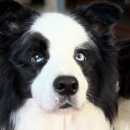 Border Collies from Rockbelle Border Collies