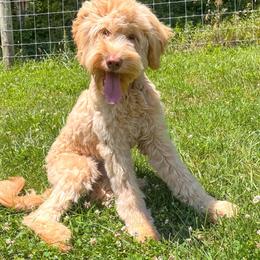Peaches - Goldendoodle