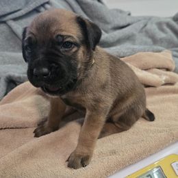 Girl 1 - female Cane Corso puppy in Beaver Crossing, Nebraska from Blue River Cane Corso