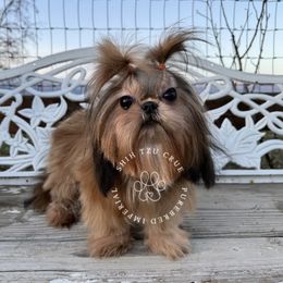 Sasha - Shih Tzu
