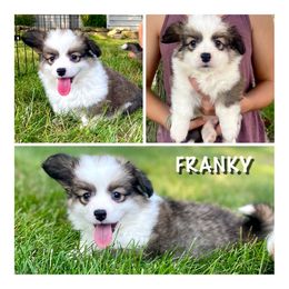 FRANKY - Fluffy - Sable Pembroke Welsh Corgi puppy in Roanoke, Indiana from J & S Corgi's