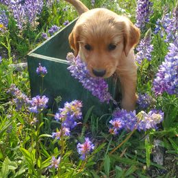 Golden Retriever Puppies from Bliss Creek Goldens