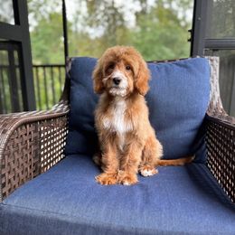 Already Trained Miss Pink - Red female Labradoodle puppy in Travelers Rest, South Carolina from Doodles of Love Labradoodles