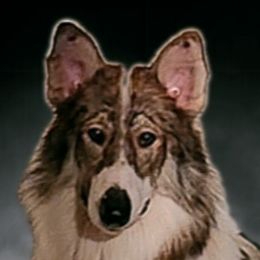 Pink - Native American Indian Dog