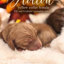 Hollow - Red  female Goldendoodle puppy in Washington, Utah from Elsie Lane Doodles