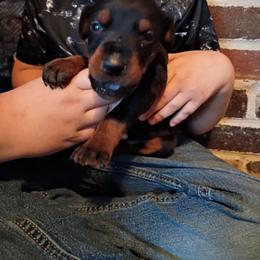 Pink collar black girl - Black and rust female Doberman Pinscher puppy in Antioch, Tennessee from Aiba Doberman's