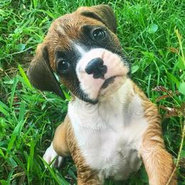 Boxer, Doberman Pinscher, and Siberian Husky Puppies from Archangel Boxers