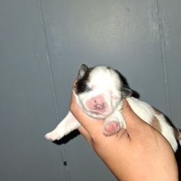 Girl 1 - Black gold and white female Shih Tzu puppy in Birmingham, Alabama from K&D kennels