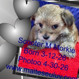 Maltese, Morkies, and Yorkshire Terriers from Malteseuluv’s Tiny Treasurers