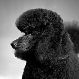 Poodle All Grown Up from Broad Creek Poodles