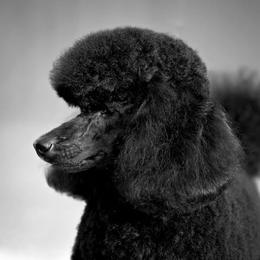 Poodle All Grown Up from Broad Creek Poodles