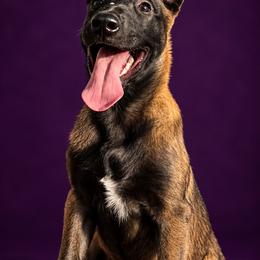 Pink - Fawn sable female Belgian Malinois puppy in Ellerbe, North Carolina from Grand Prix Kennel