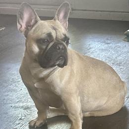 Torvi - French Bulldog