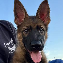 Orange collar male - Sable male German Shepherd puppy in Terrell, Texas from Von Brodek Kennels