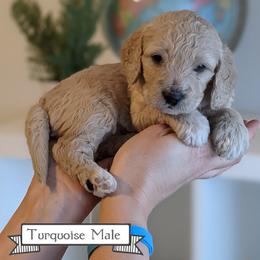 Goldendoodle Puppies from Rebecca Goldendoodles